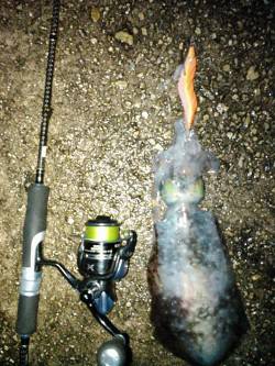 ヒットエギは12号赤テープ